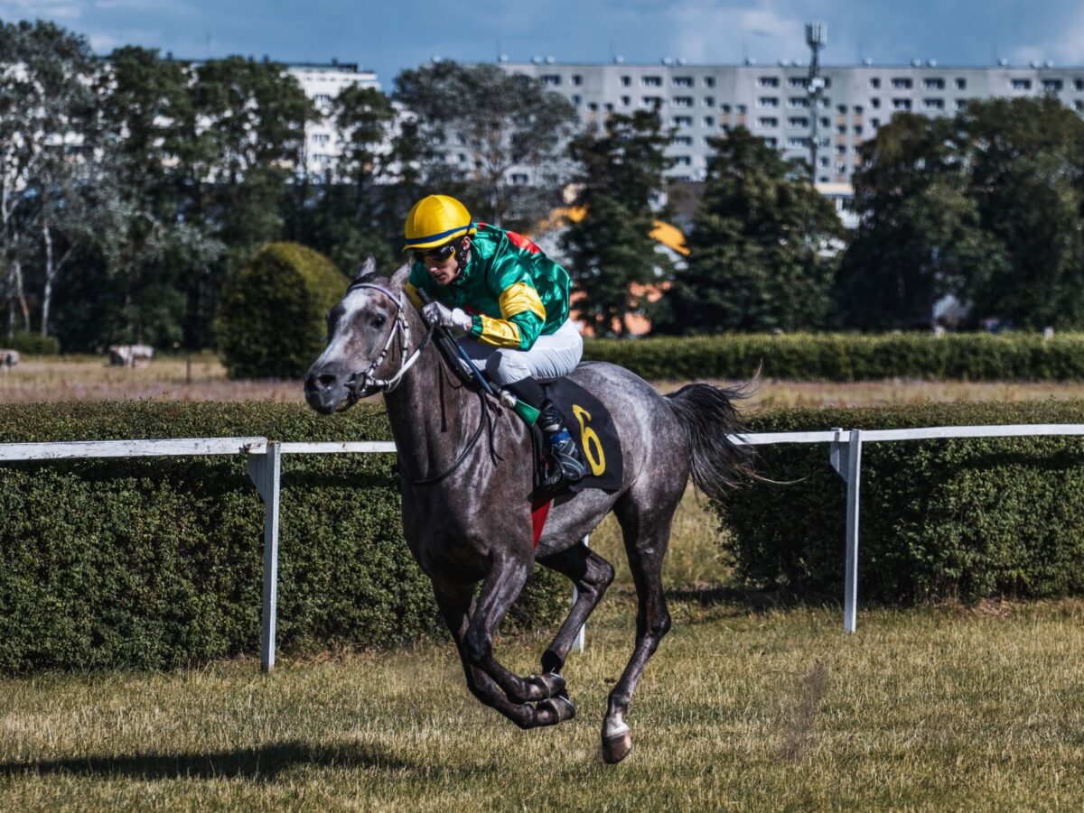 fidel turf pronostics il