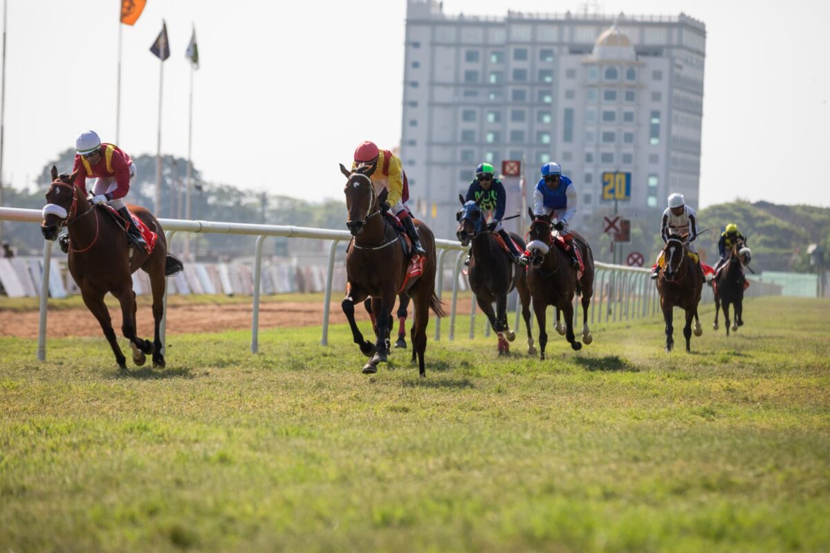 turf pronostics pmu gratuits payants